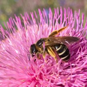 Naples Bee Tour & Picnic Experience