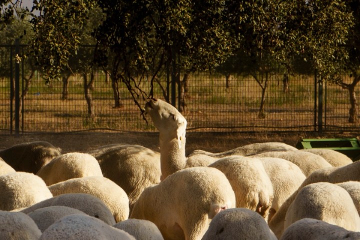 Castilla-La Mancha Iberian Flavors Experience