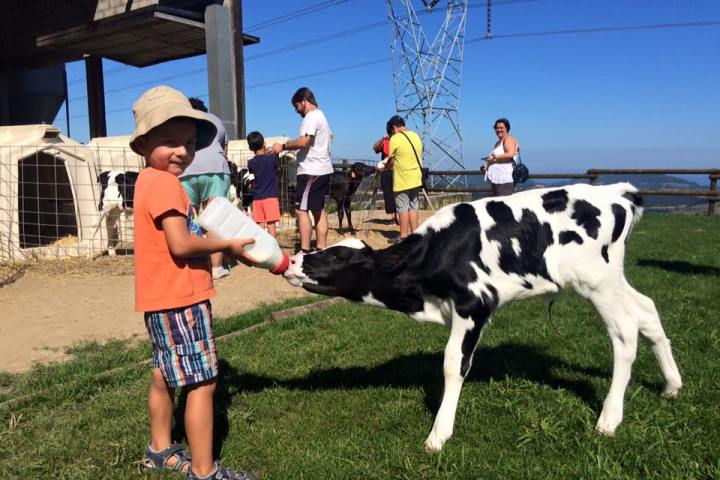 Cantabria Make Your Cheese Experience