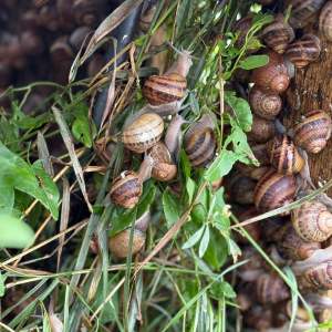 Burgundy Snail Farm Experience