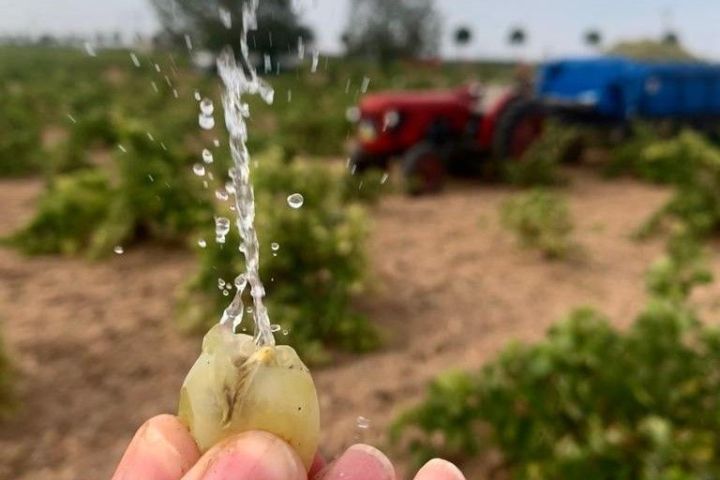 Castilla-La Mancha Essence of Royal Fields Experienc