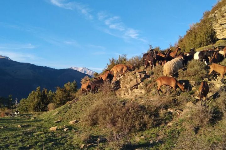 Aragon Animal Farm Experience