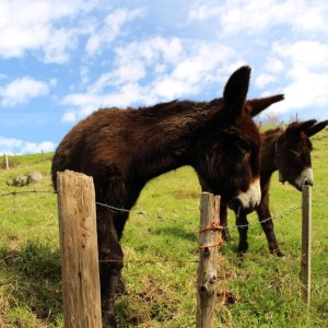 Asturias Authentic Farm Experience