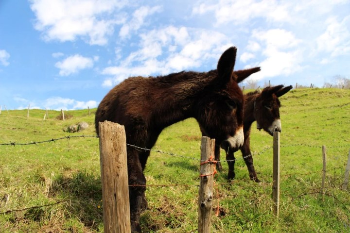 Asturias Authentic Farm Experience