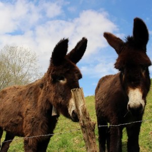 Asturias Authentic Farm Experience