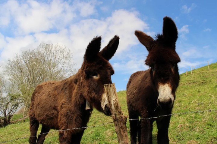 Asturias Authentic Farm Experience
