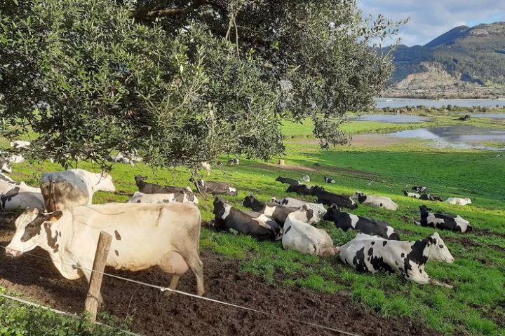 Cantabria Artisan Ice Cream Workshop Experience