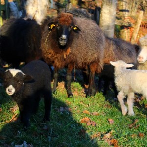 Asturias Authentic Farm Experience