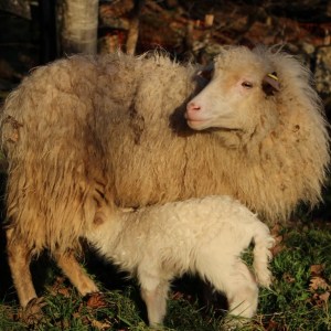 Asturias Authentic Farm Experience