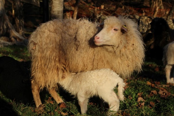 Asturias Authentic Farm Experience