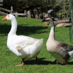 Asturias Authentic Farm Experience