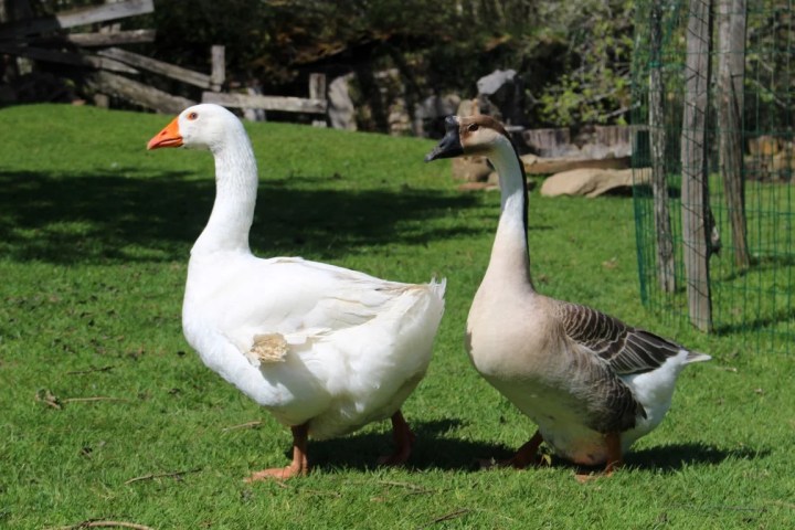 Asturias Authentic Farm Experience