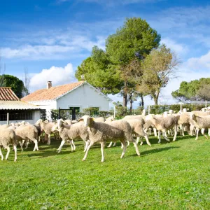 Castilla-La Mancha Manchego Cheese Experience