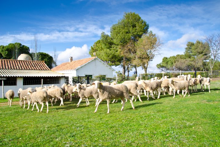 Castilla-La Mancha Manchego Cheese Experience