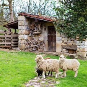Asturias Authentic Farm Experience