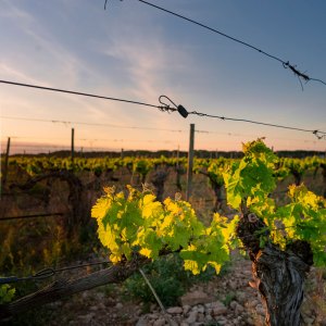 Castilla-La Mancha Iberian Flavors Experience