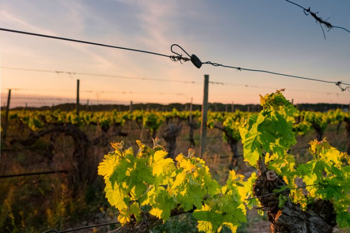 Castilla-La Mancha Iberian Flavors Experience