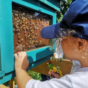 Naples Bee Tour & Picnic Experience