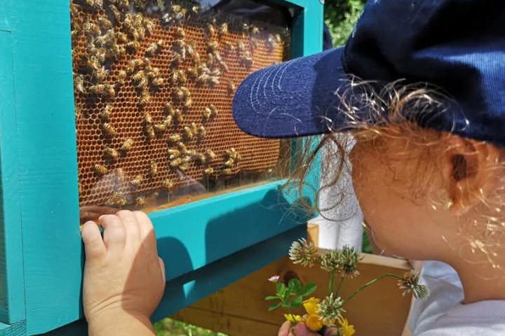 Naples Bee Tour & Picnic Experience