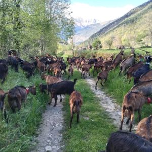 Aragon Animal Farm Experience