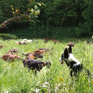 Aragon Animal Farm Experience