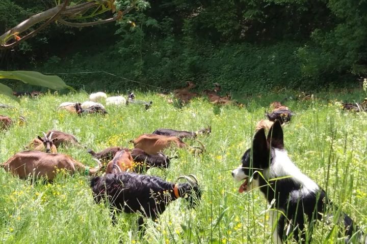 Aragon Animal Farm Experience