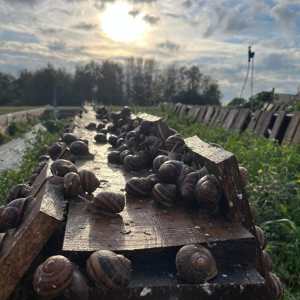 Burgundy Snail Farm Experience