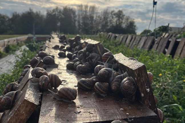 Burgundy Snail Farm Experience