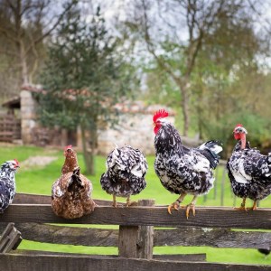 Asturias Authentic Farm Experience