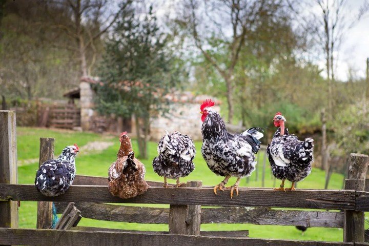 Asturias Authentic Farm Experience