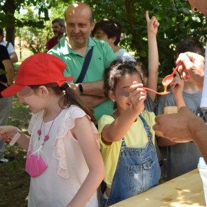 Naples Bee Tour & Picnic Experience