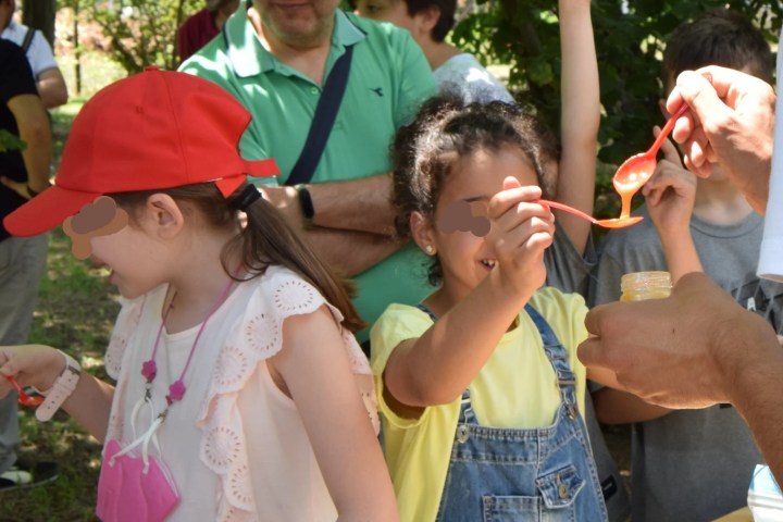 Naples Bee Tour & Picnic Experience