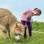 Loire Discovery Walk with Llamas & Alpacas Experience