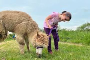 Loire Discovery Walk with Llamas & Alpacas Experience