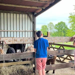 Loire Discovery Walk with Llamas & Alpacas Experience