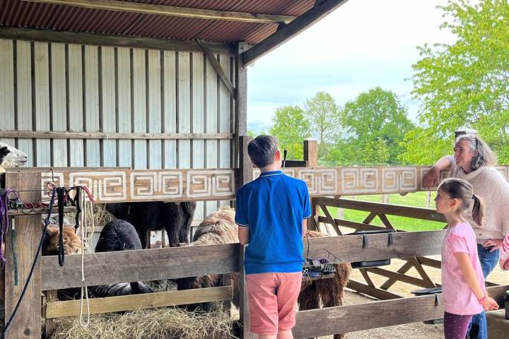 Loire Discovery Walk with Llamas & Alpacas Experience