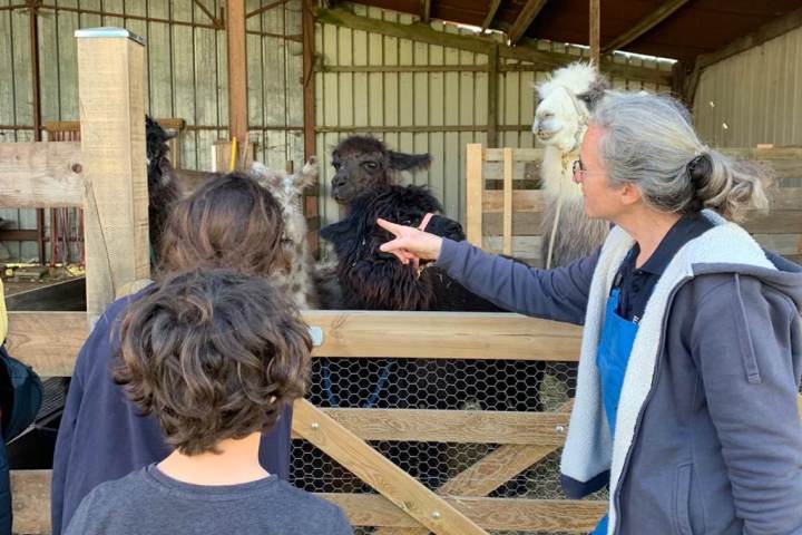 Loire Discovery Walk with Llamas & Alpacas Experience