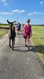 Loire Discovery Walk with Llamas & Alpacas Experience