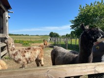 Loire Discovery Walk with Llamas & Alpacas Experience