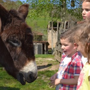 Asturias Authentic Farm Experience