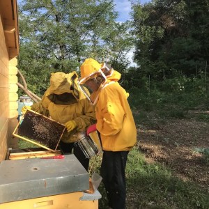 Verona Beekepping Visit & Tasting Experience