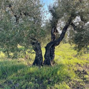 Puglia Olive Oil Tasting Experience