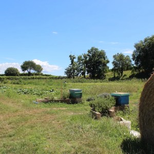 Verona Beekepping Visit & Tasting Experience