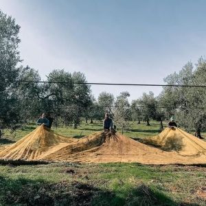 Puglia Olive Oil Tasting Experience