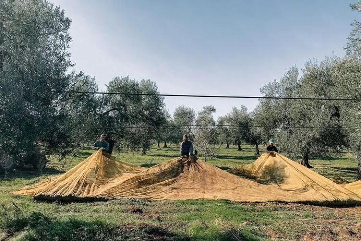 Puglia Olive Oil Tasting Experience
