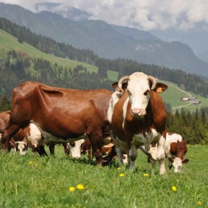 Rhône-Alpes Cheese Farm Tour Experience