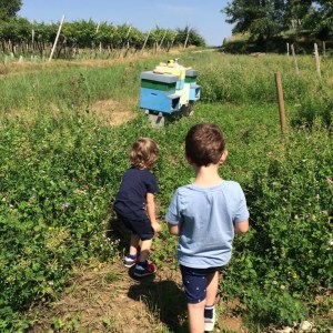 Verona Beekepping Visit & Tasting Experience