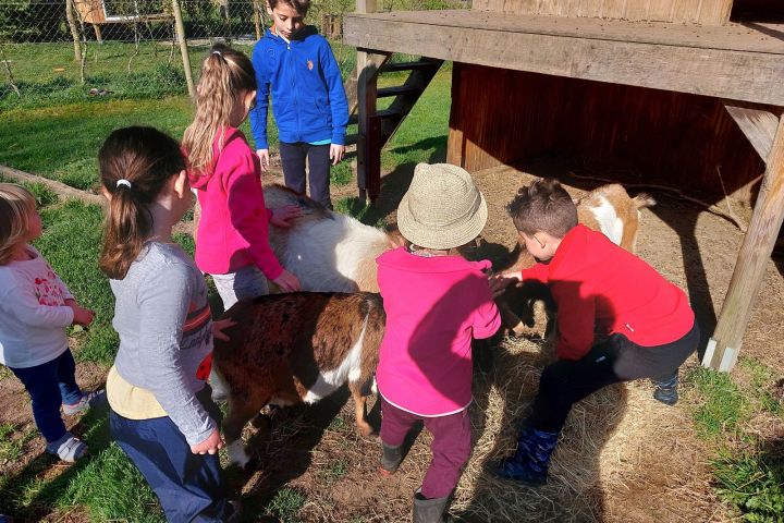 Brittany Little Donkey Workshop Experience