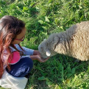 Brittany Little Donkey Workshop Experience