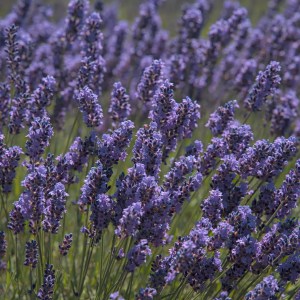 Languedoc Soap Making Experience